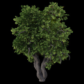 茂盛树木PSD透明背景素材