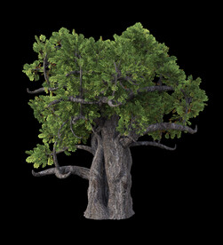 茂盛树木PSD透明背景素材