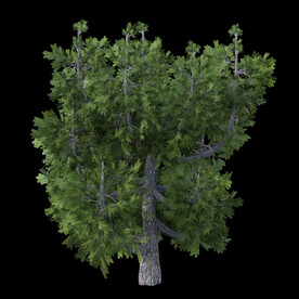 茂盛树木PSD透明背景素材
