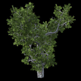 茂盛树木PSD透明背景素材