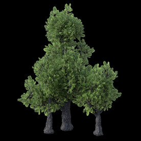 茂盛树木PSD透明背景素材
