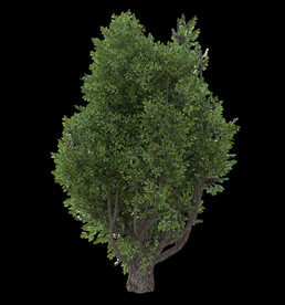 茂盛树木PSD透明背景素材