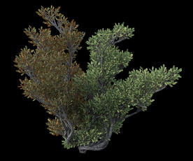 茂盛树木PSD透明背景素材