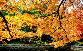 岳麓山秋天