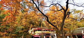 岳麓山秋天