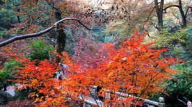 岳麓山秋天