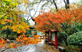 岳麓山秋天