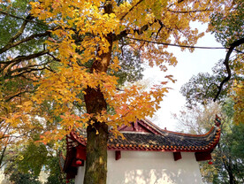 岳麓山秋天