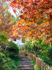 岳麓山秋天