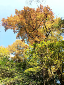 岳麓山秋天