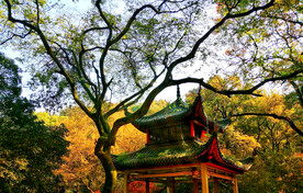 岳麓山秋天
