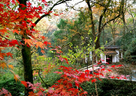 岳麓山秋天
