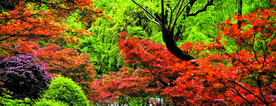 岳麓山秋天