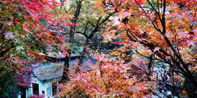 岳麓山秋天