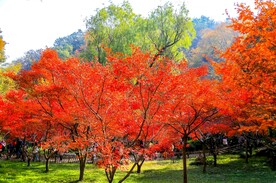 岳麓山秋天