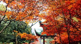 岳麓山秋天