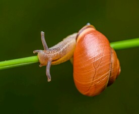 蜗牛