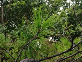 松针