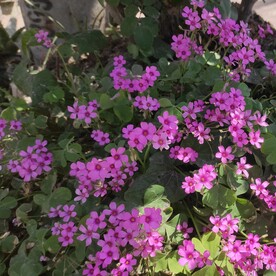 红花酢浆草 三四叶草