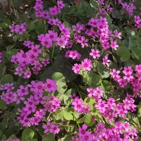 花卉 红花酢浆草 