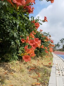 路边凌霄花