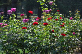 月季花 