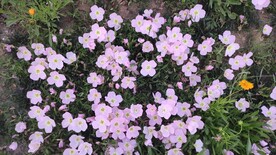 粉紫月见草花卉花团锦簇