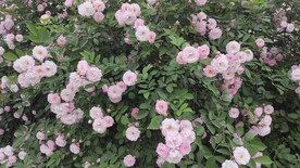 花团粉紫锦簇蔷薇刺玫瑰