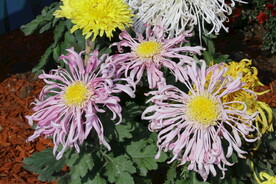 菊花  