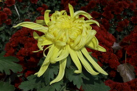 菊花 