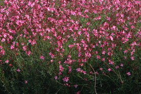 山桃草 