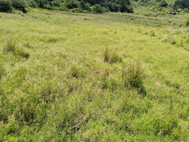 草原风景