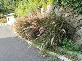 路边绿化