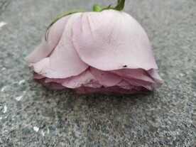 残破玫瑰