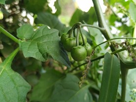 龙葵果