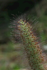 狼尾草  
