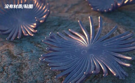 C4D模型海星