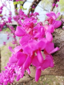紫荆花