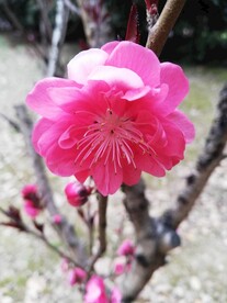 千叶桃花