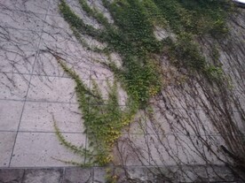 地锦爬山虎