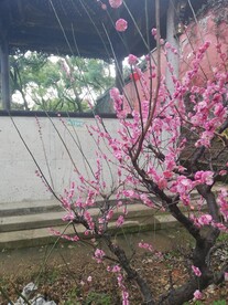 盛开的梅花