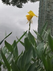 虞美人