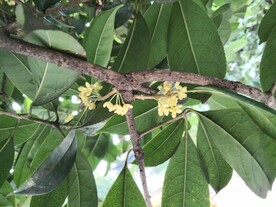 桂花