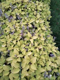 植物