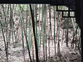 竹林