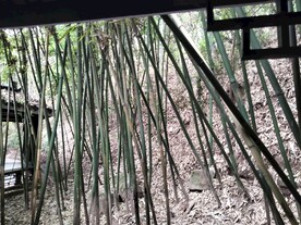 竹林
