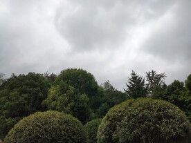 树影天空