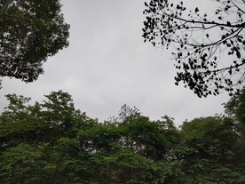 树影天空