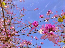  春天里阳光与花