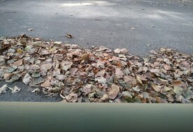 秋天落叶